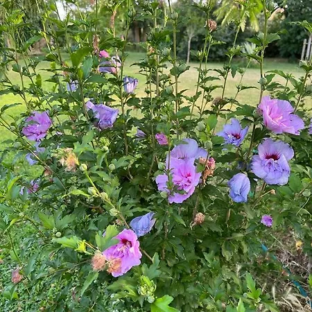 Prázdninový dům La Casa Dei Fiori